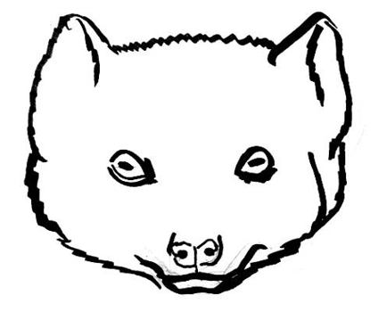 424x350 how to draw mongoose`s head and face