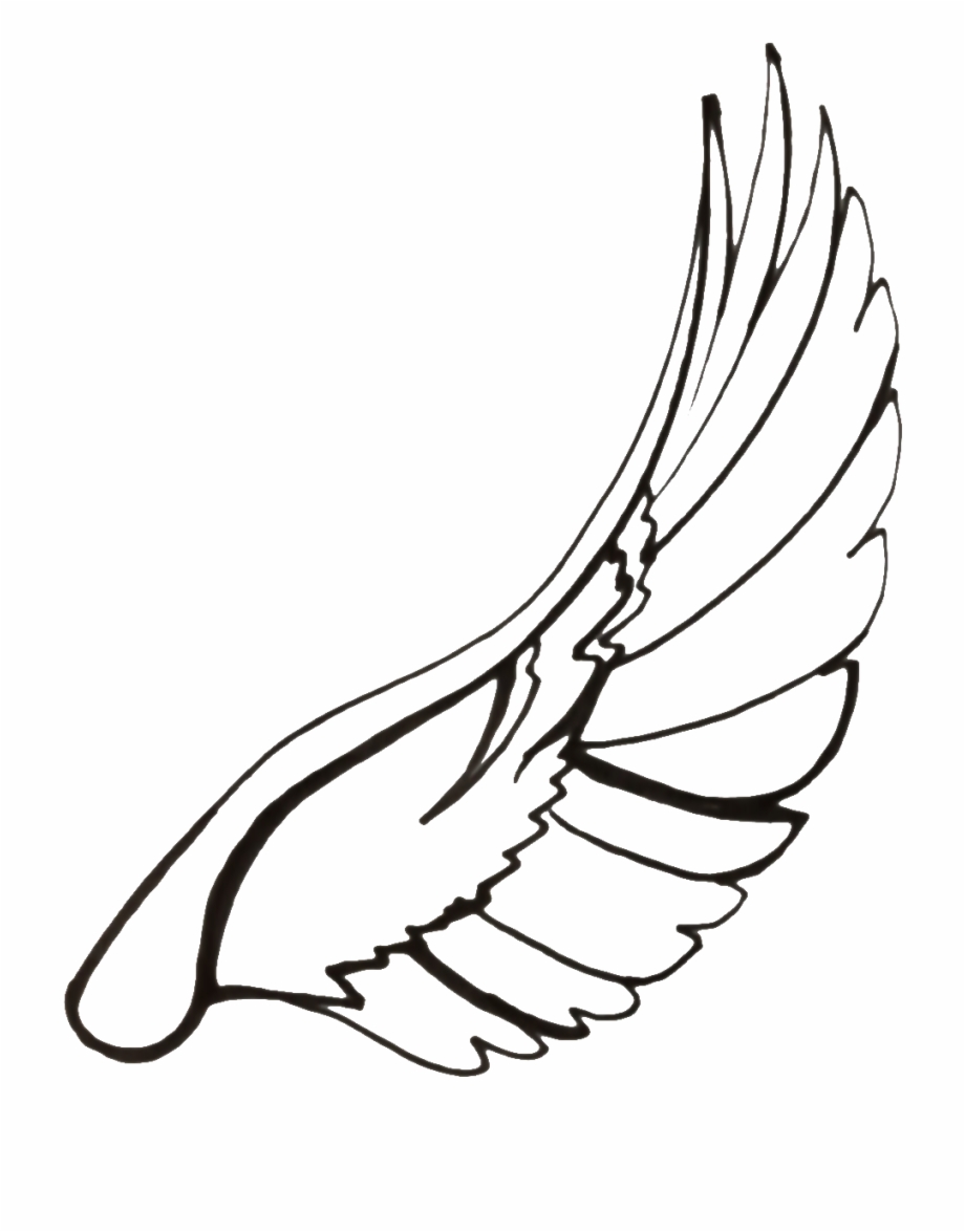 920x1175 Drawing Feather Dove Transparent Png Clipart Free