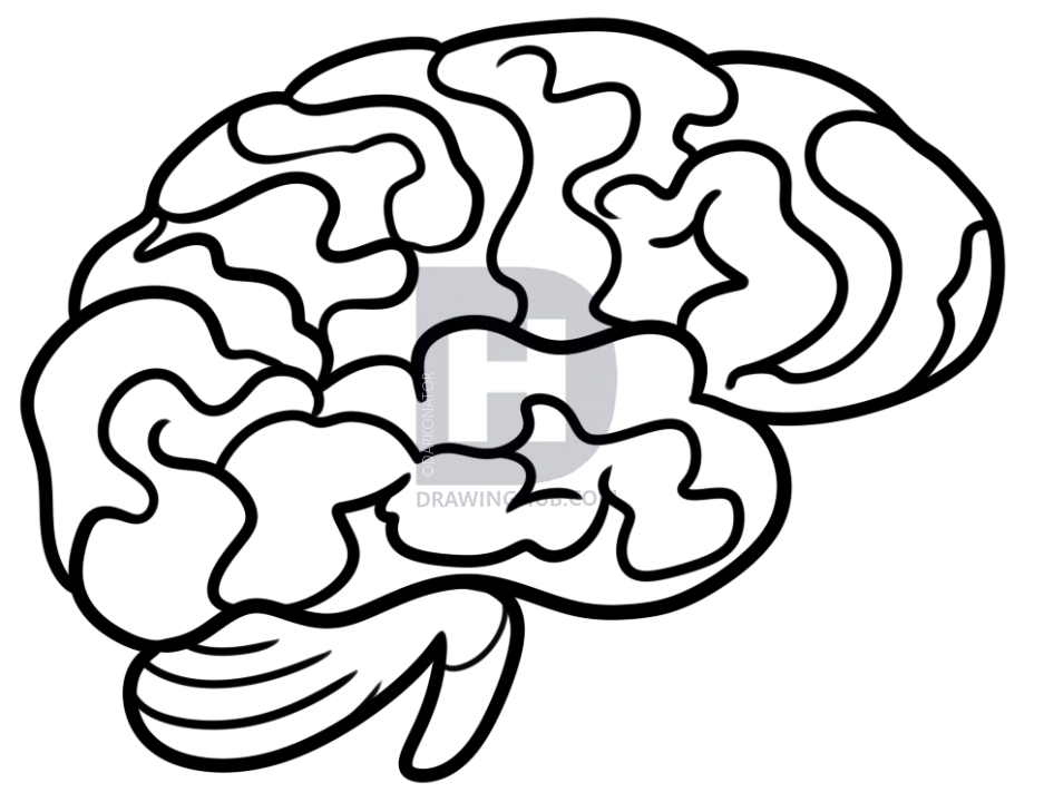 937x720 Drawing A Brain For Kids, Step