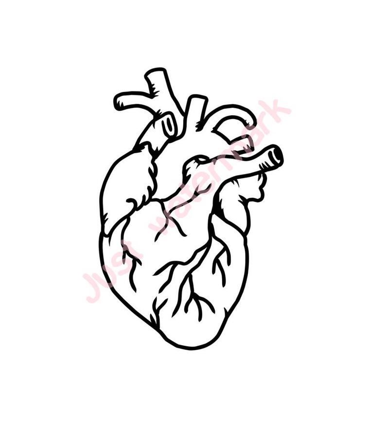 794x907 Human Heart Line Drawing Jpgsvg Real Hand Drawing For Etsy