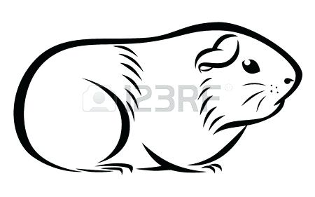 450x281 Guinea Pig Drawing