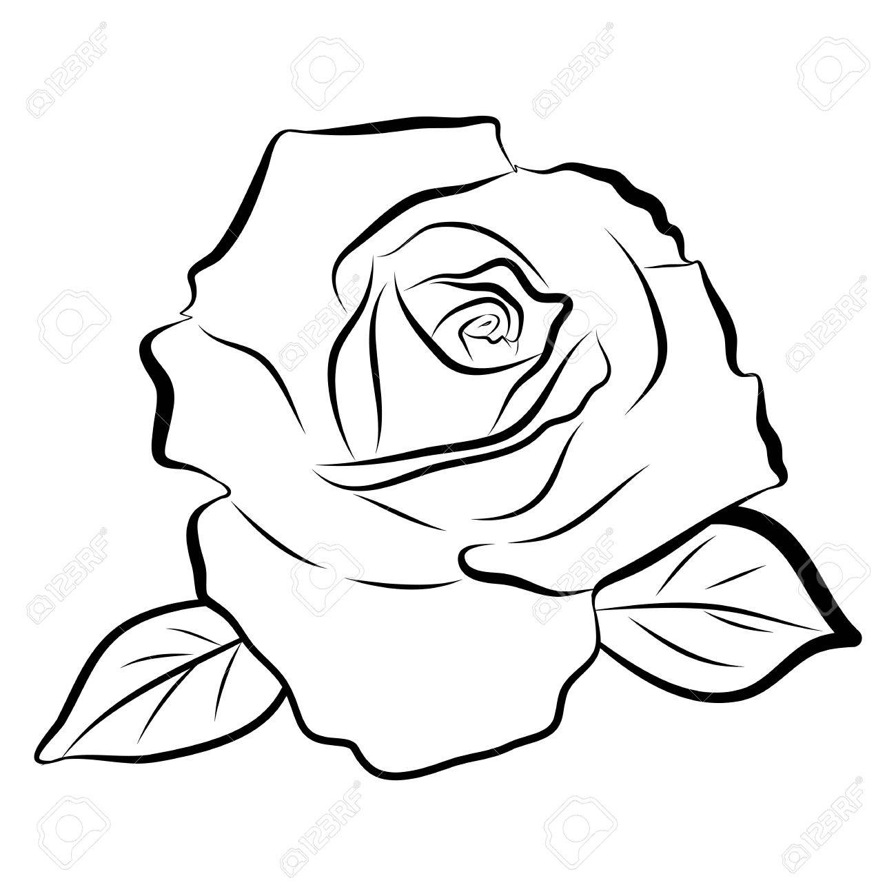 1300x1300 Line Drawing Of A Rose Free Download Clip Art