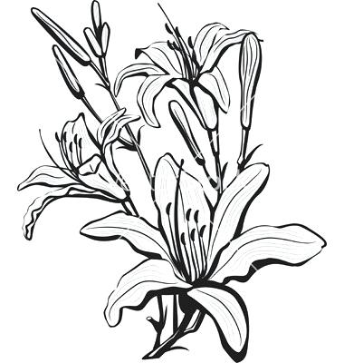 380x400 Drawing Lily Flower How To Draw A Lily Flower Step
