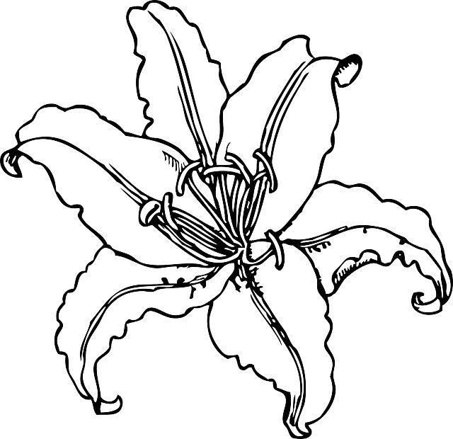 640x620 drawing lilly madonna lily huge freebie! download