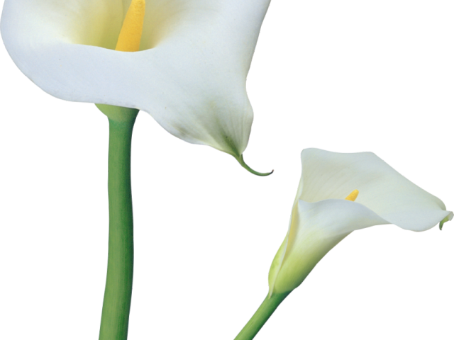 640x480 Calla Lily Clipart Line Drawing