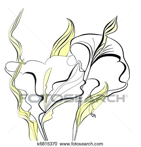 449x470 calla lily flower drawing calla lily drawings free architecture