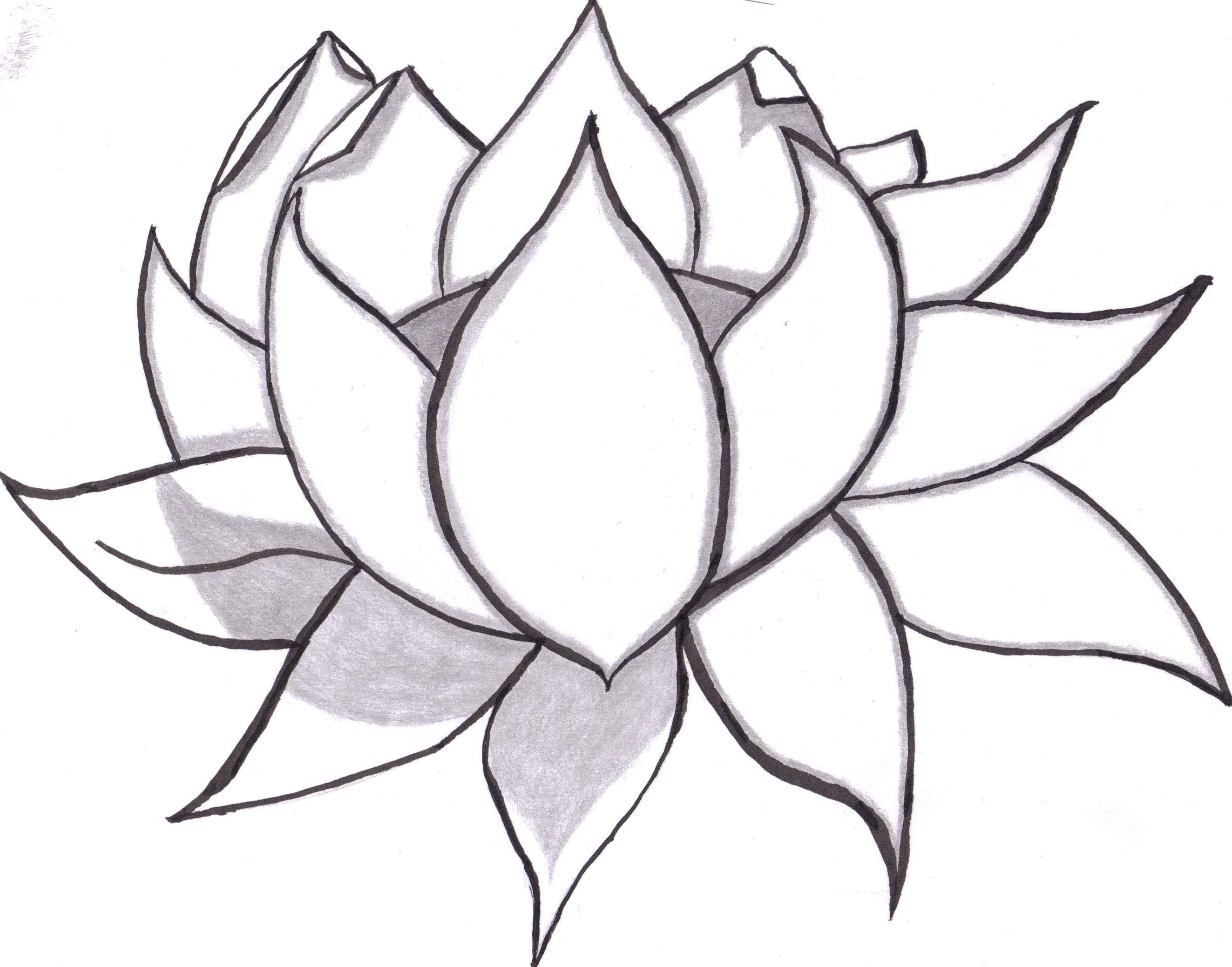 Line Drawing Lotus Flower | Free download on ClipArtMag