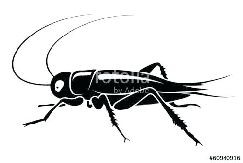 500x335 grasshopper drawing how to draw grasshopper insect bug grasshopper