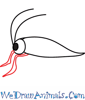 300x350 How To Draw A Grasshopper