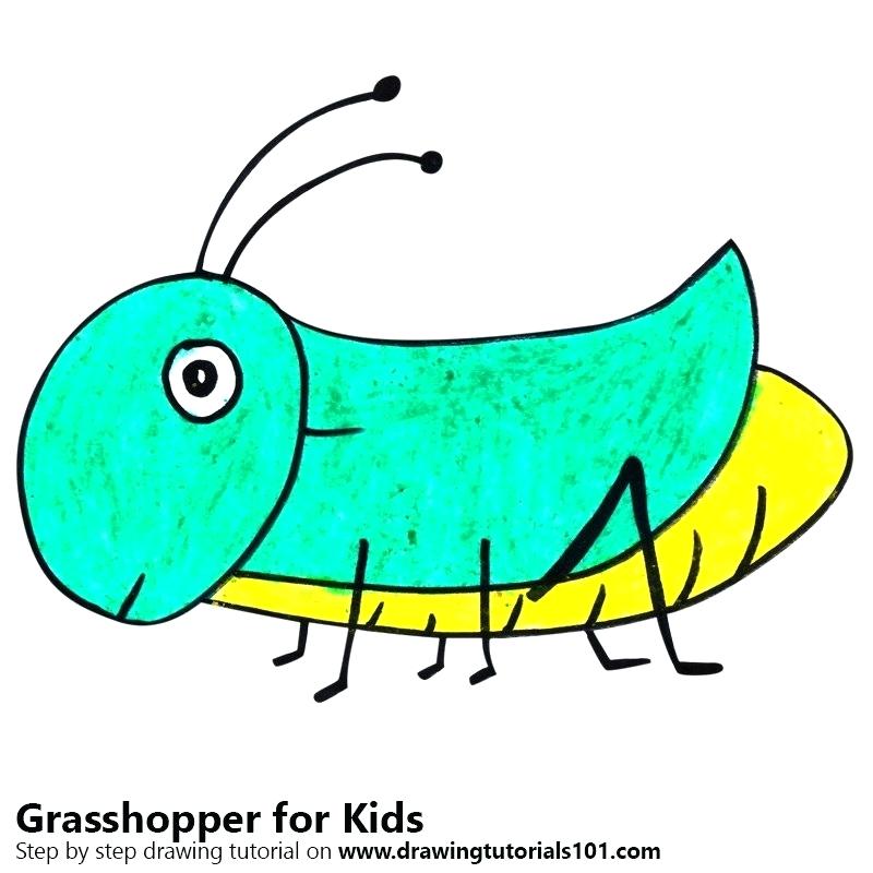800x800 Grasshopper Drawings