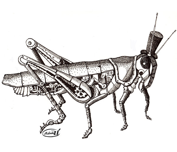600x515 Cricket Drawing Insect Grasshopper For Free Download