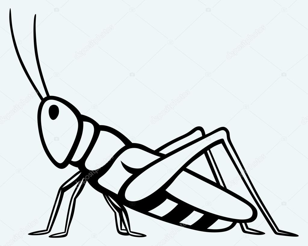 1024x820 Grasshopper Drawing Black And White For Free Download