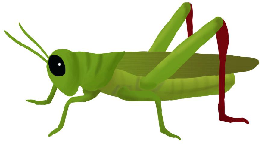 900x480 Collection Of Free Grasshopper Clipart Bug Amusement Clipart