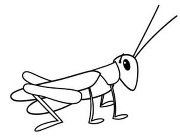 587x447 Collection Of Free Grasshopper Clipart Outline Amusement