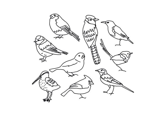 700x490 Huge Collection Of 'birds Pictures Drawing' Download More Than
