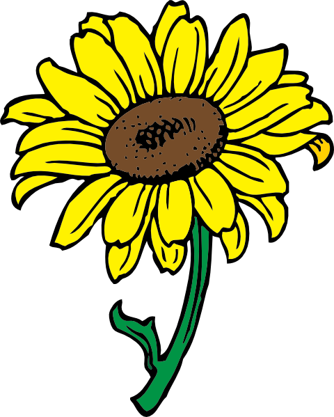 480x599 Drawing Sunflowers Sunflower Kansas Transparent Png Clipart Free