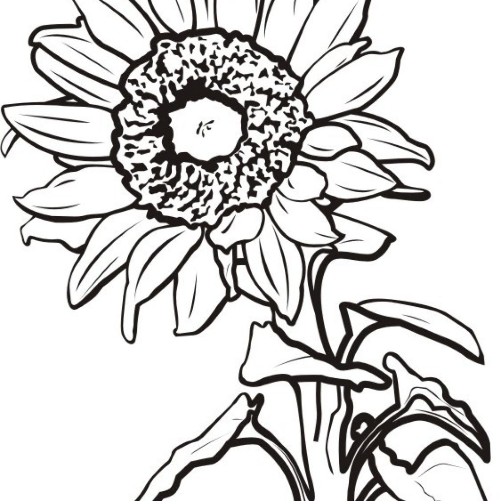 Line Drawing Sunflower | Free download on ClipArtMag