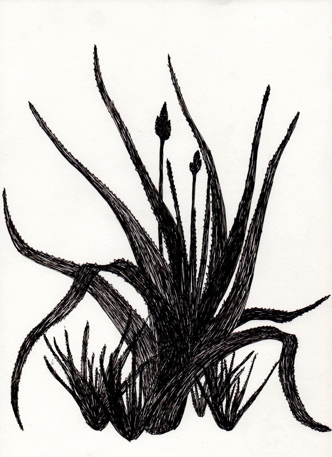 1090x1500 botanical greeting cards aloe vera drawing printed on linen etsy