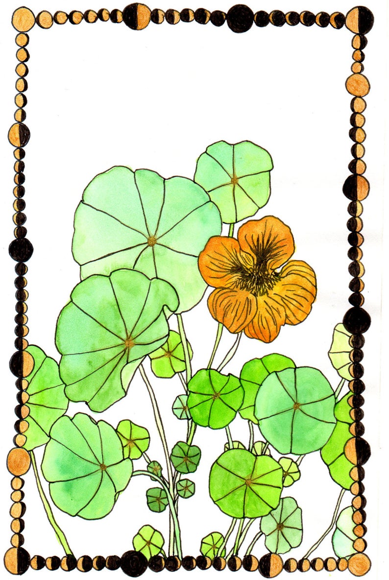 794x1184 Botanical Greeting Cards Nasturtium And Moons Drawing Printed Etsy