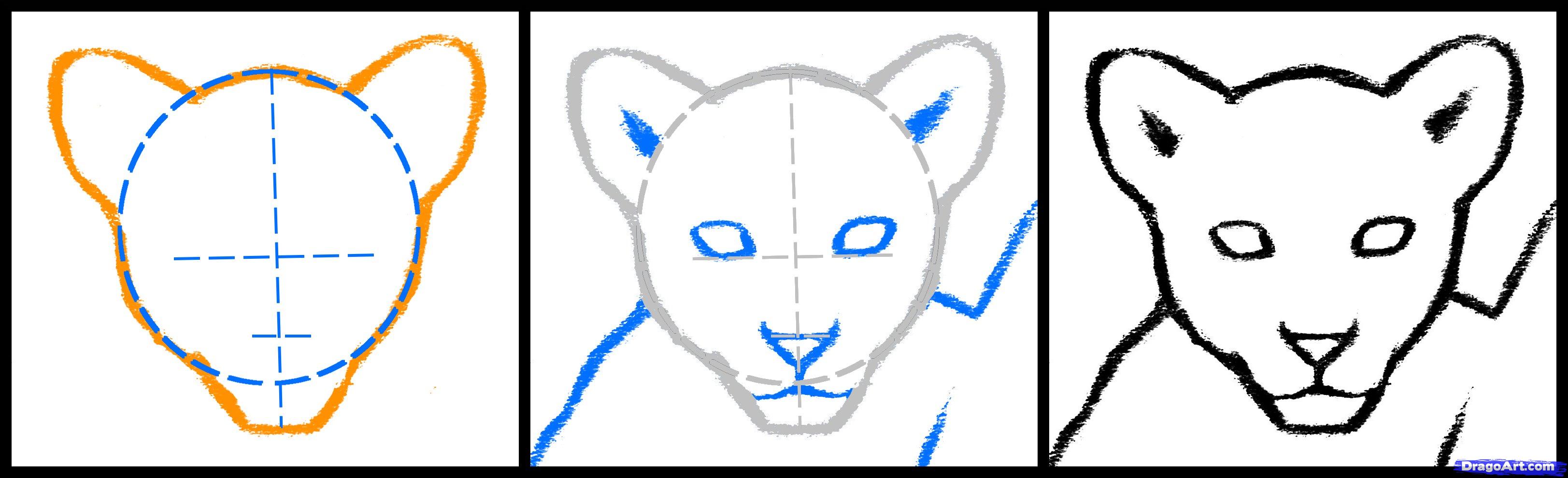 3246x990 How To Draw A Lion Cub, Lion Cubs, Step