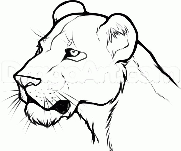 736x615 Cub Clipart Female Lion