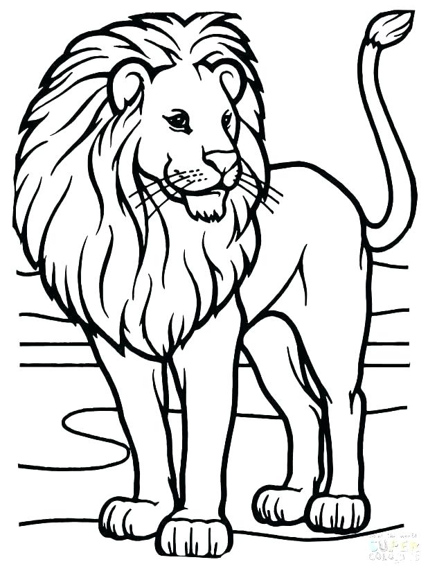 618x824 Coloring Pages Draw A Lion Lion Head Tattoo Drawing Coloring Pages