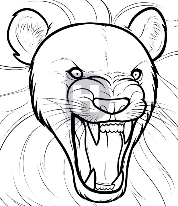 621x720 How To Draw A Lion Roaring, Roaring Lion, Step