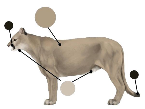600x452 How To Draw A Cougar Zupa