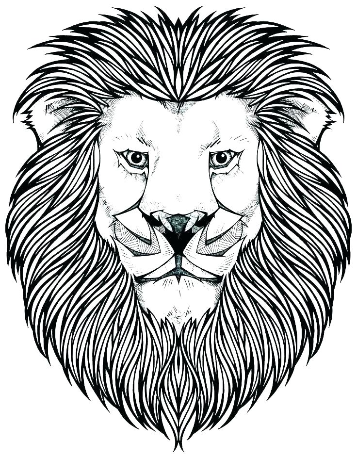736x944 Lions Coloring Pages Best Coloring Pages