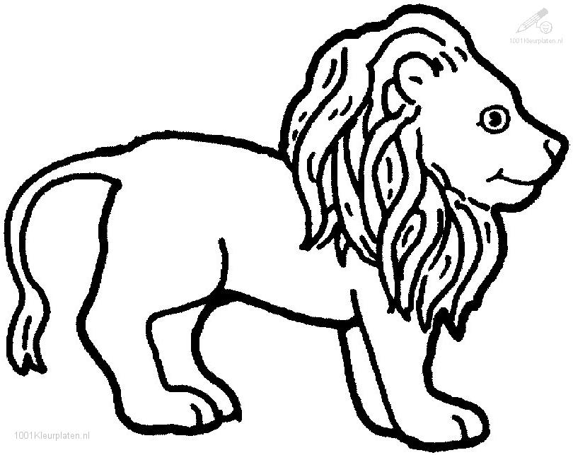 810x644 Lion