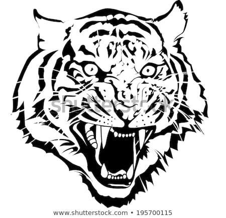 450x434 Huge Collection Of 'black And White Tiger Drawing' Download More