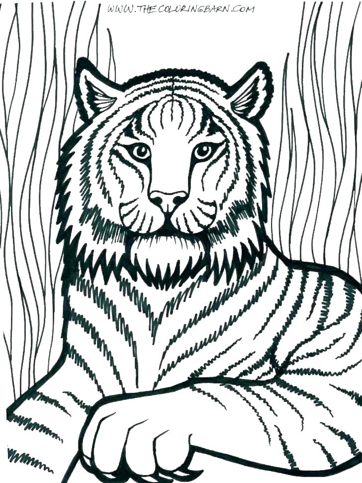728x971 Pictures Of Lions To Color Coloring Pages Lion Mountain