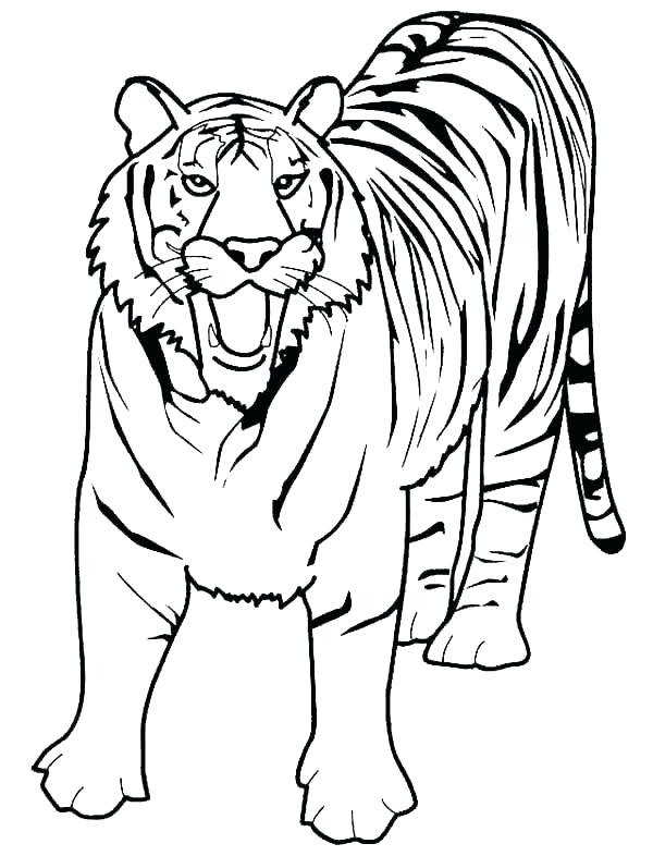 600x786 Pictures Of Tigers To Color Picture Tiger Coloring