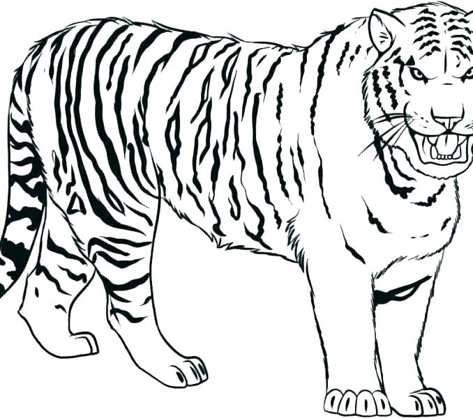 678x600 Tiger Coloring Pages Printable