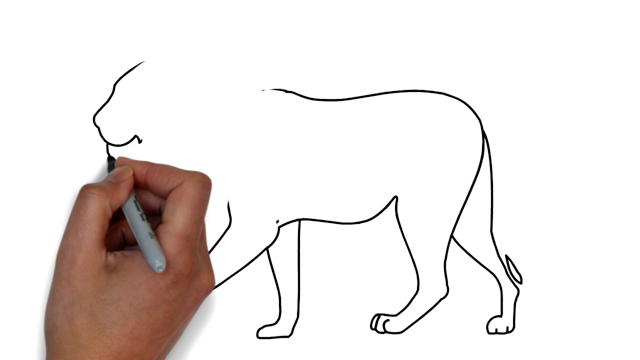 1280x720 How To Draw A Lion Easy Step