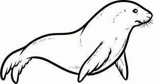 302x166 How To Draw A Sea Lion, Sea Lion, Step