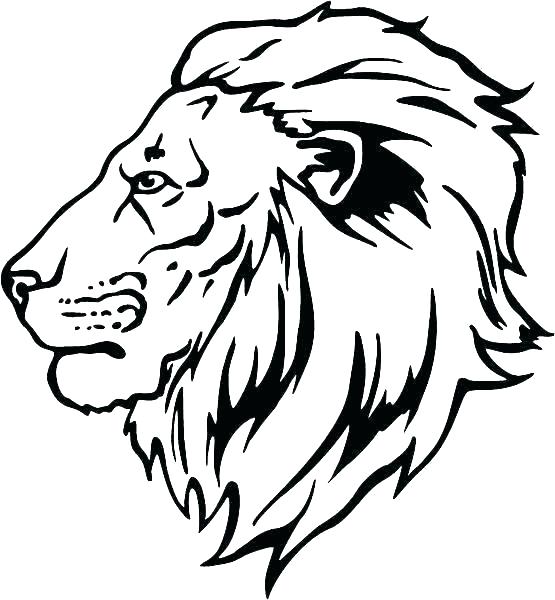 555x600 Lion Face Drawing Lion Drawing Google Search Lion Face Drawing