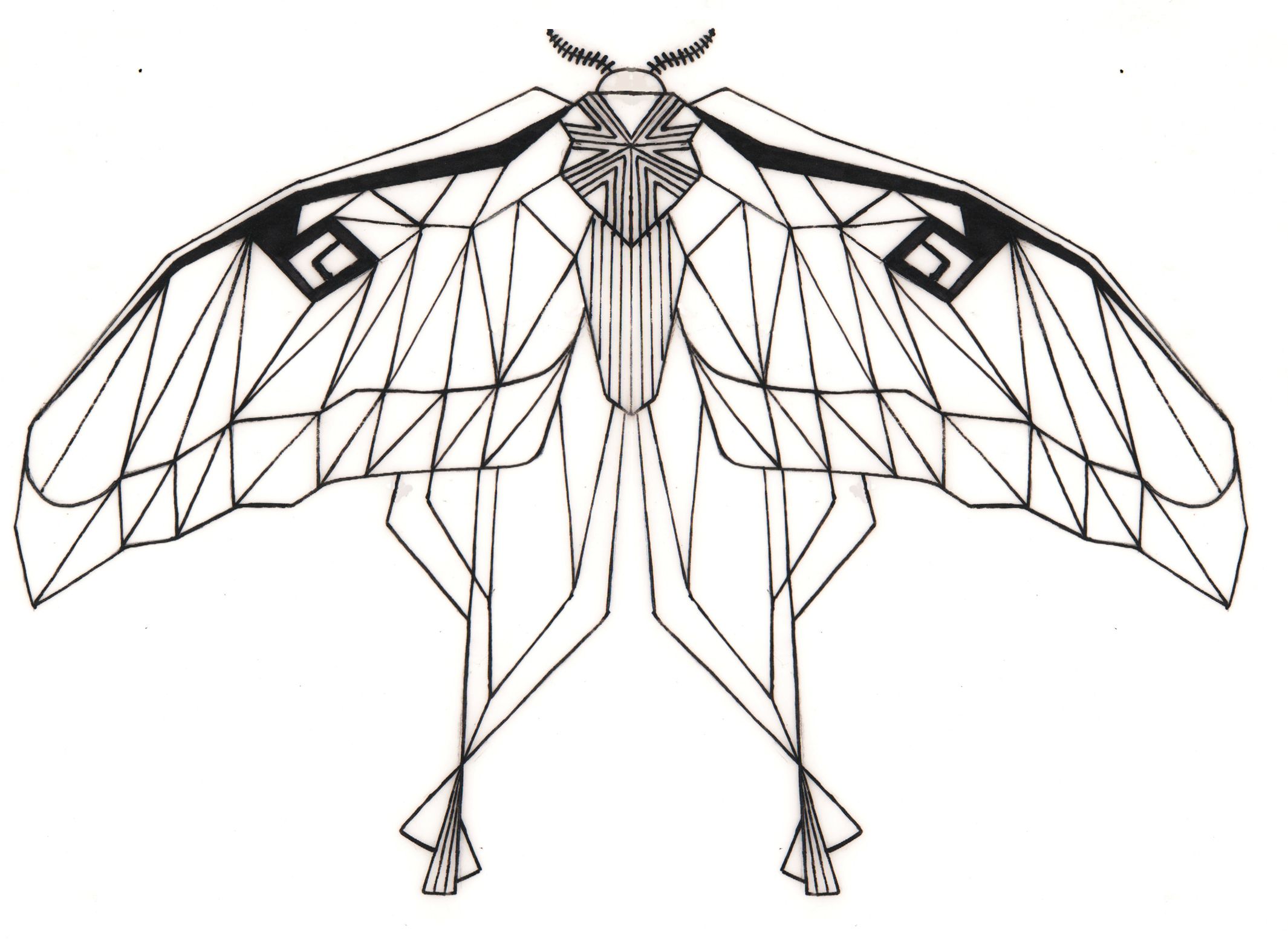 2130x1556 Bug Drawing Geometric For Free Download