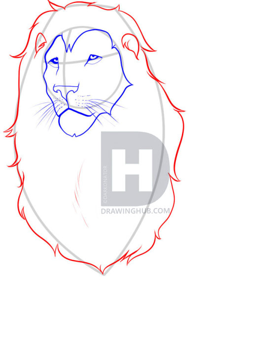 558x720 How To Draw A Lion, Step