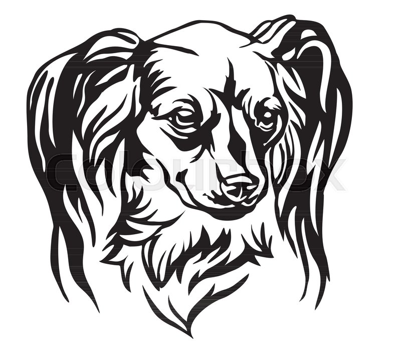 800x686 Decorative Portrait Of Dog Long Haired Stock Vector Colourbox