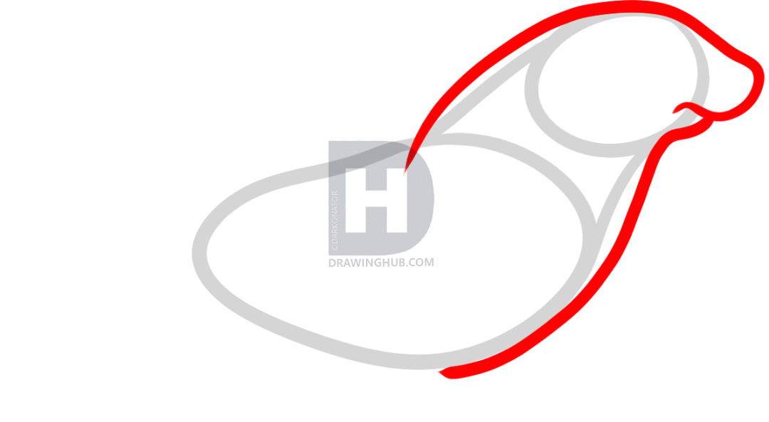 1080x593 how to draw a sea lion, sea lion, step