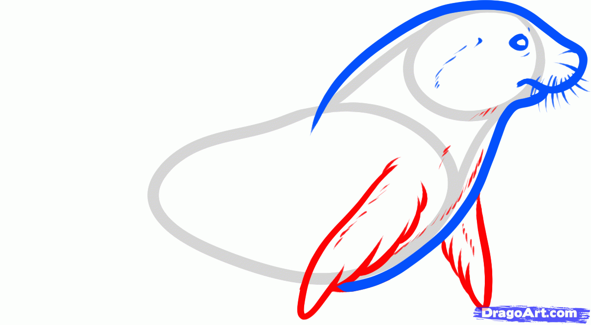 1191x655 how to draw a sea lion, sea lion, step