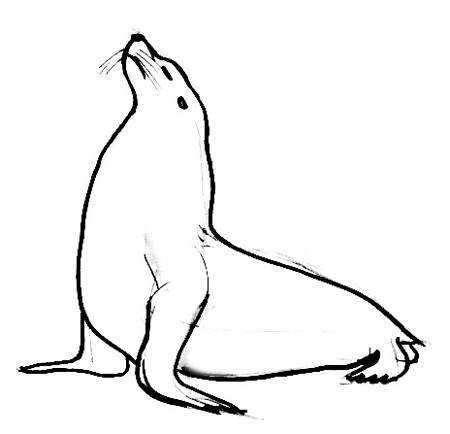 450x434 Sea Lion Drawing, Pencil, Sketch, Colorful, Realistic Art Images