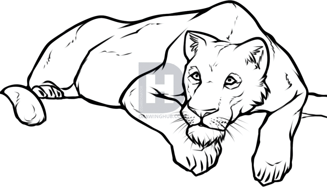 1080x619 How To Draw A Lioness, Step