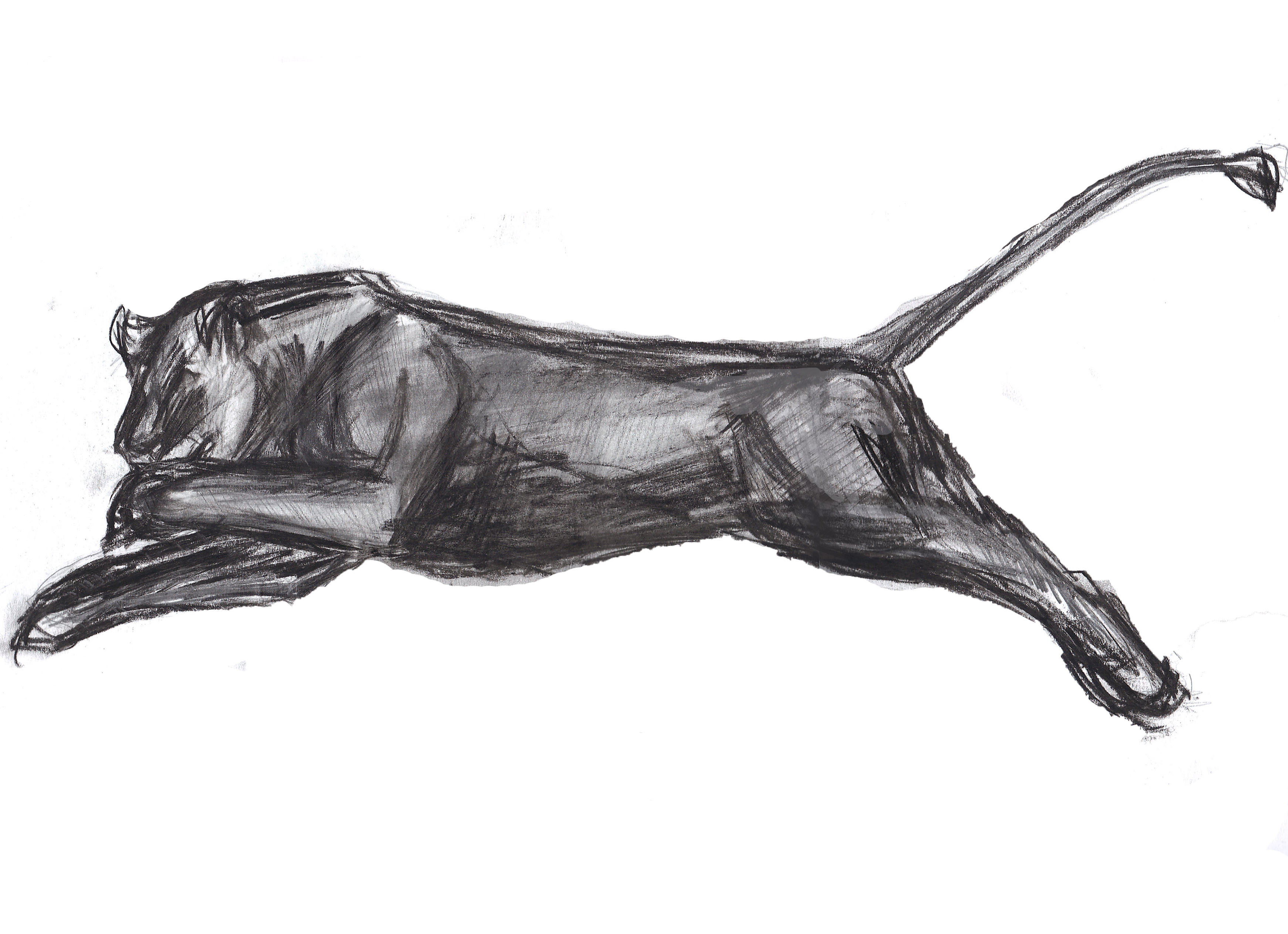 3484x2528 Lioness Pouncing Catherine's Art World