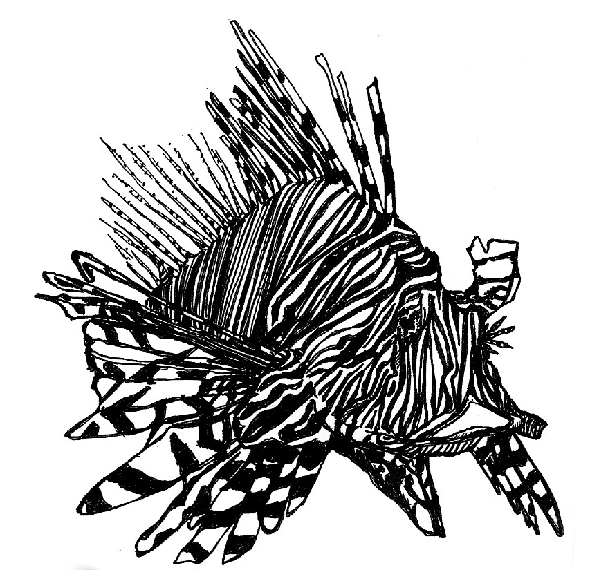 853x825 Drawings Lizz Leiser