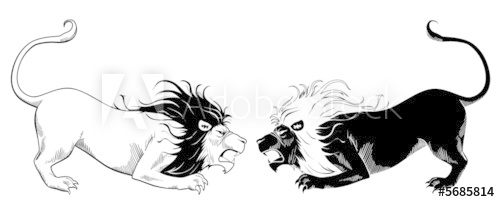 500x202 Lions Fighting