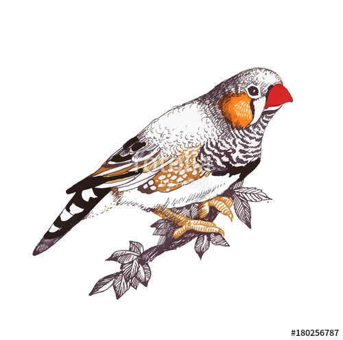 500x495 Cute Little Bird Sitting On Twig Over White Background, Watercolor