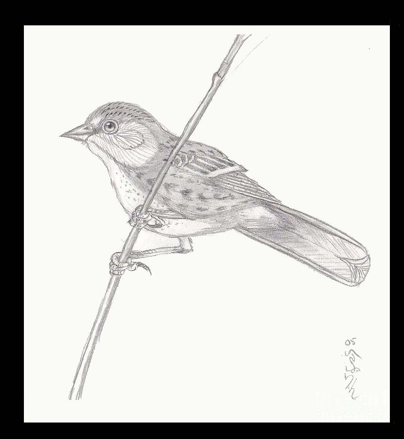 828x900 Little Bird Drawing