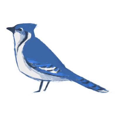 400x400 Blue Jay